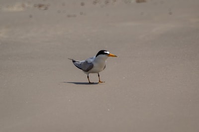 白色和灰色的鸟在棕色沙白天
